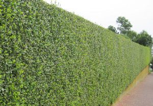 hedge-cutting-maintenance-putney