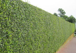 hedge-cutting-maintenance-putney